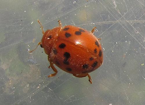 Réf. 257 751 : Subcoccinella vigintiquatuorpunctata